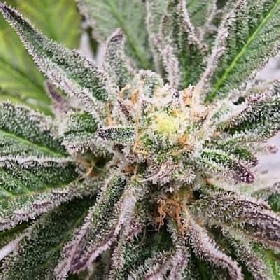 Fruity Runtz > Elev8 Seeds